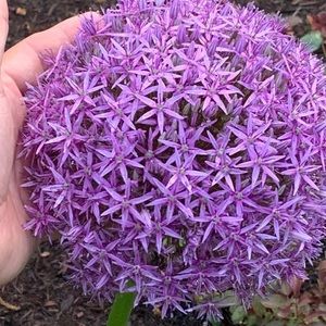 Meet your Posher, Karaline